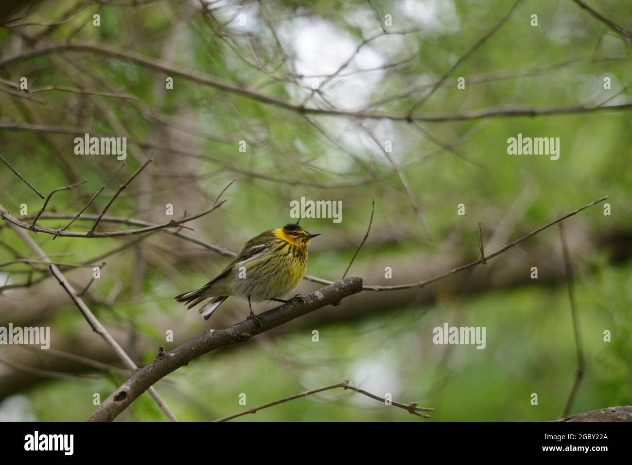 Cape May Warbler a migrating  birds of South Texas in Spring Stock Photo