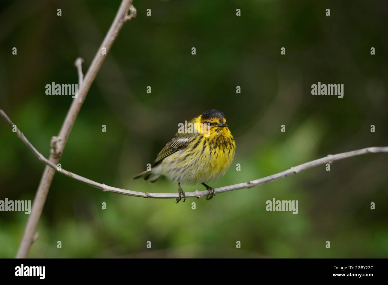 Cape May Warbler a migrating  birds of South Texas in Spring Stock Photo