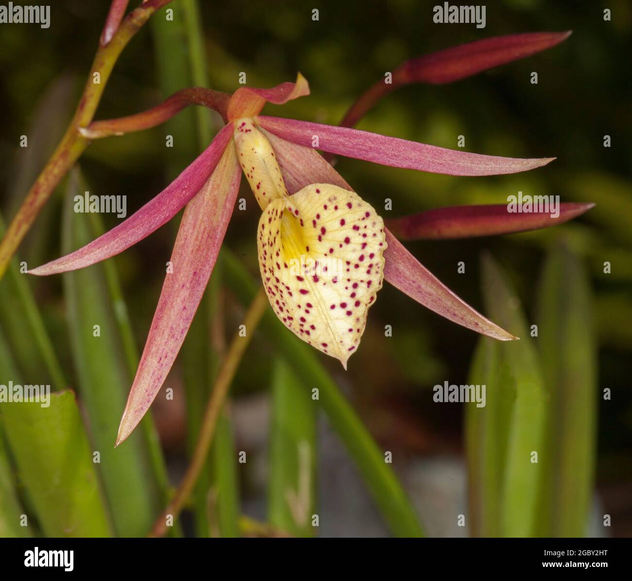 Yellow speckled flower of Brassocattleya orchid 'Yellow Bird' on background of dark green leaves Stock Photo