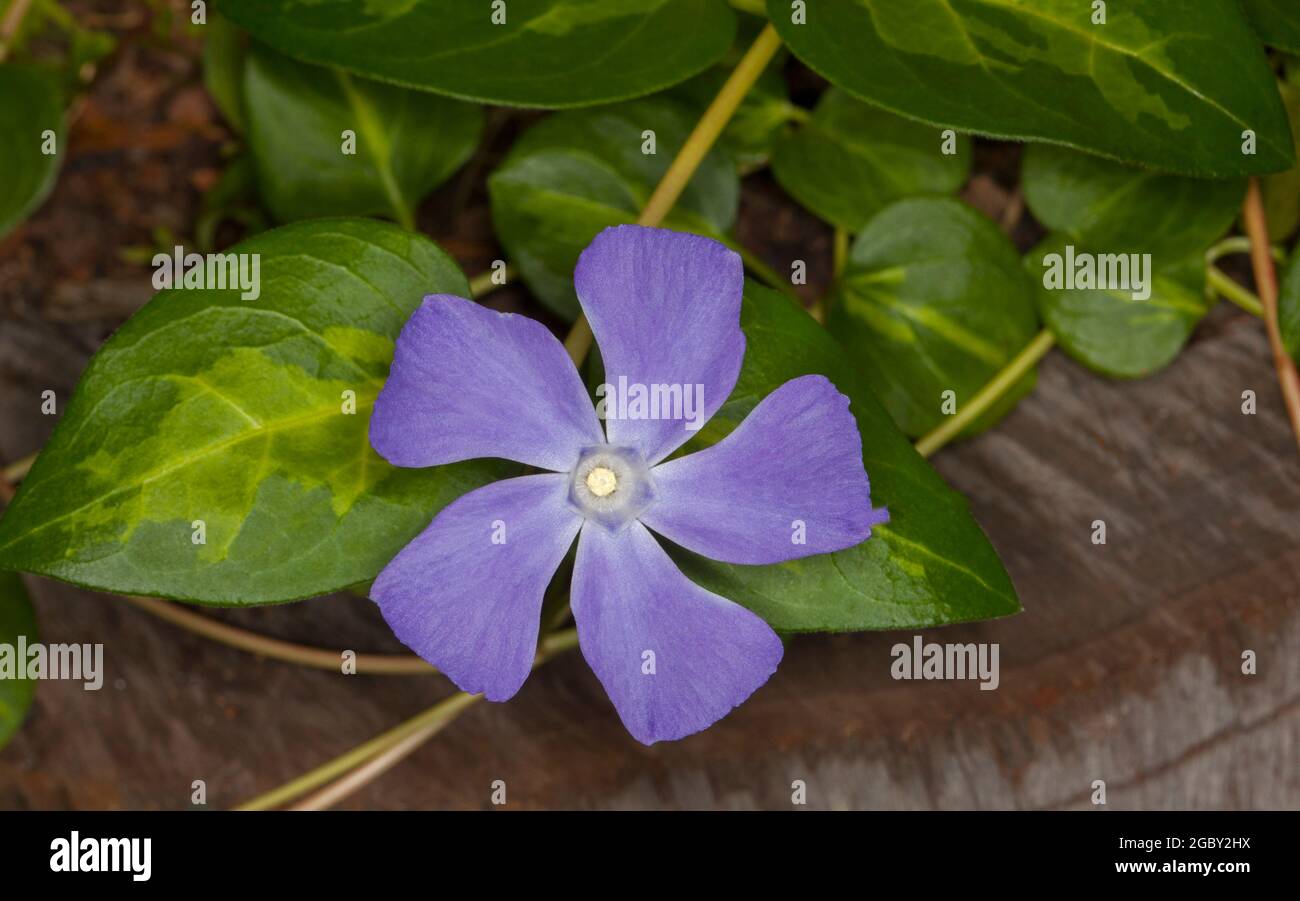 Purple flower of Vinca major 'Variegata', Greater Periwinkle, on background of green variegated leaves, a ground cover plant that can become invasive Stock Photo