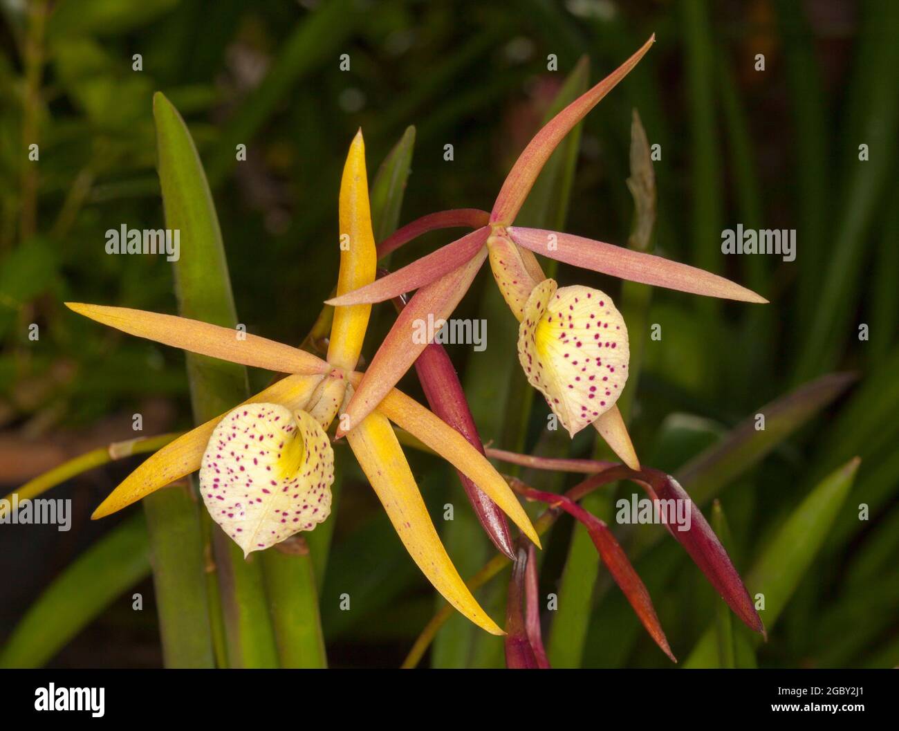 Yellow speckled flower of Brassocattleya orchid 'Yellow Bird' on background of dark green leaves Stock Photo