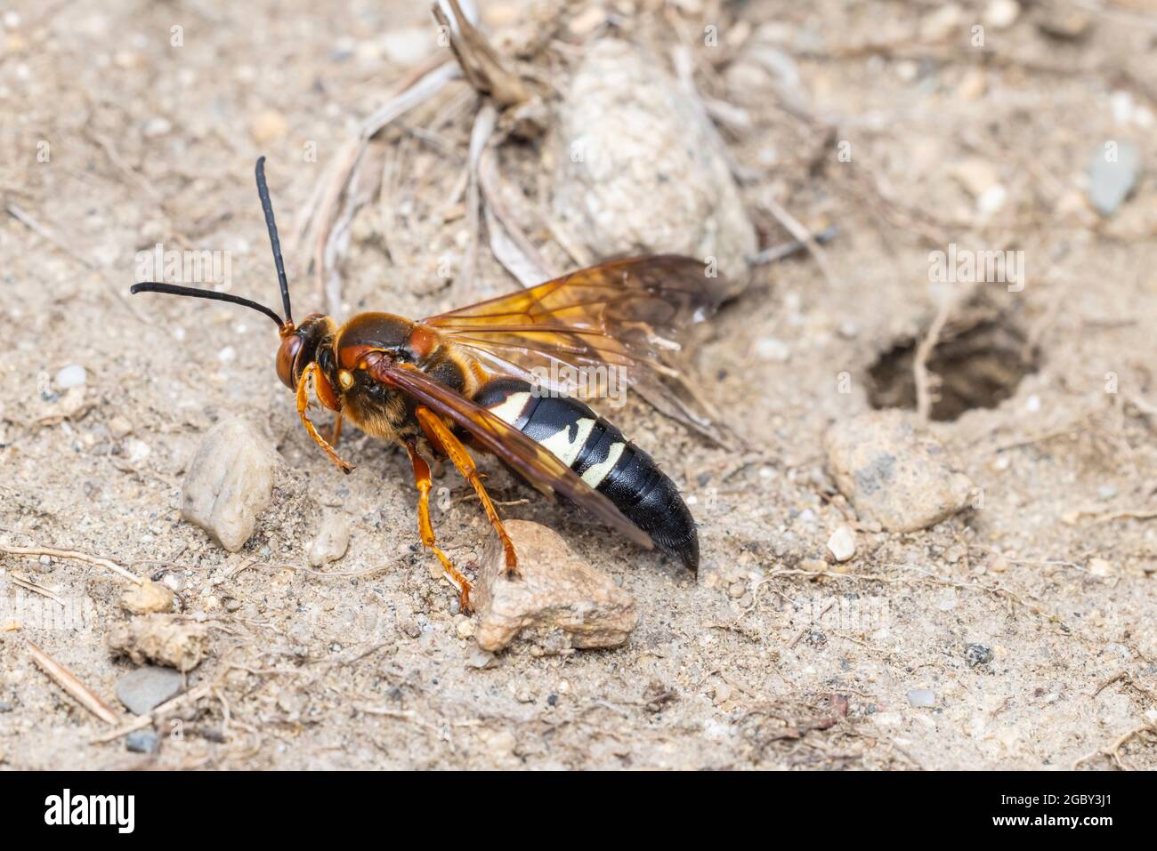 An Eastern Cicada-killer Wasp (Sphecius speciosus) at the entrance to its underground burrow. Stock Photo