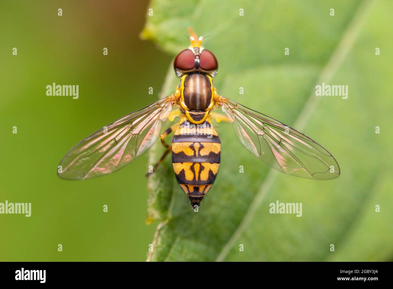 A female Eastern Calligrapher (Toxomerus geminatus) perches on a leaf. Stock Photo