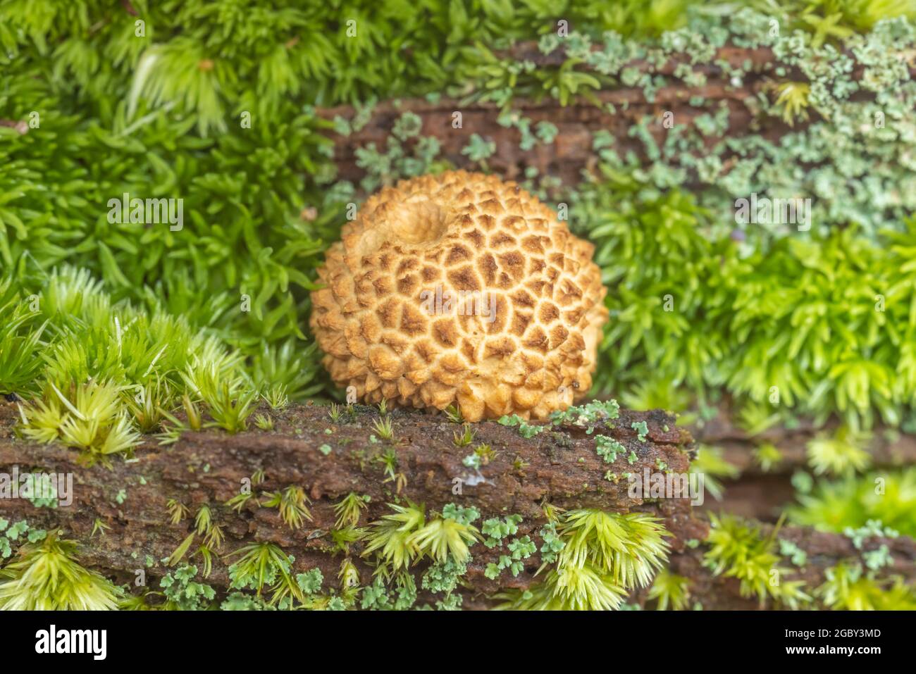 Common Earthball (Scleroderma citrinum) Stock Photo