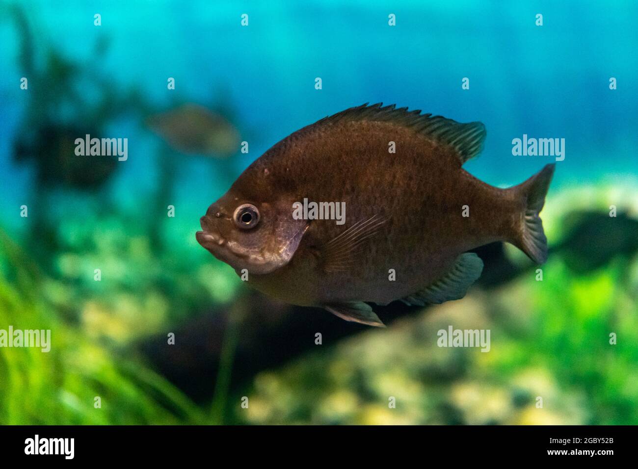 Fish inhabiting the Great Lakes Stock Photo Alamy