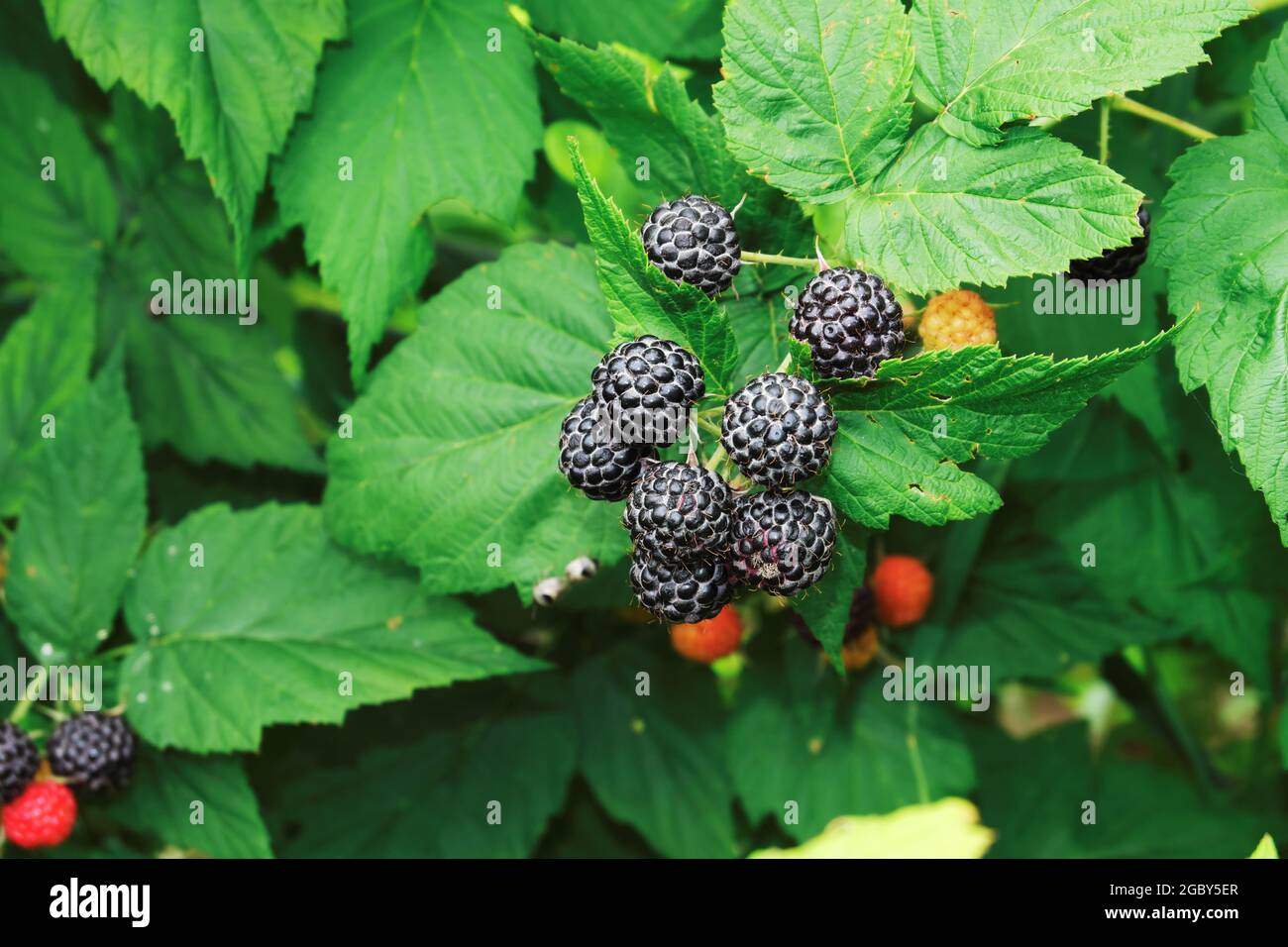 A bunch of ripe, juicy blackberries on a bush among green leaves. Selective focus. Stock Photo
