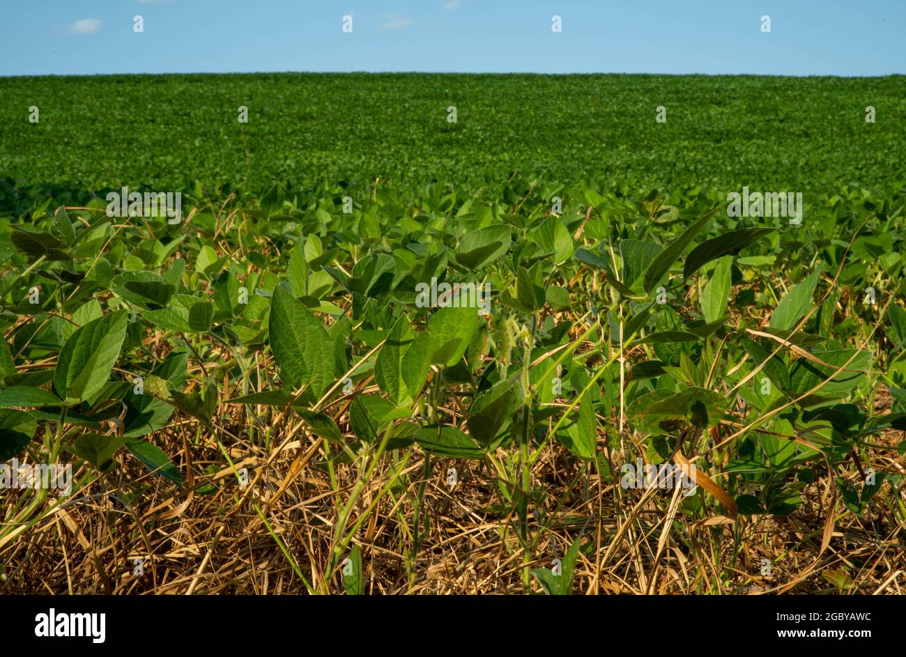 Soybean plant hires stock photography and images Alamy