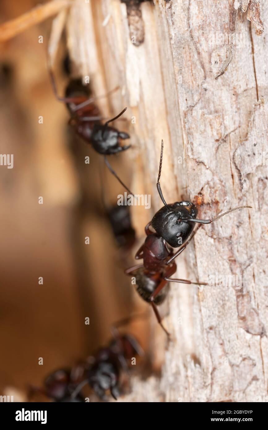 Carpenter ant guarding its nest. This ant is a major pest on houses