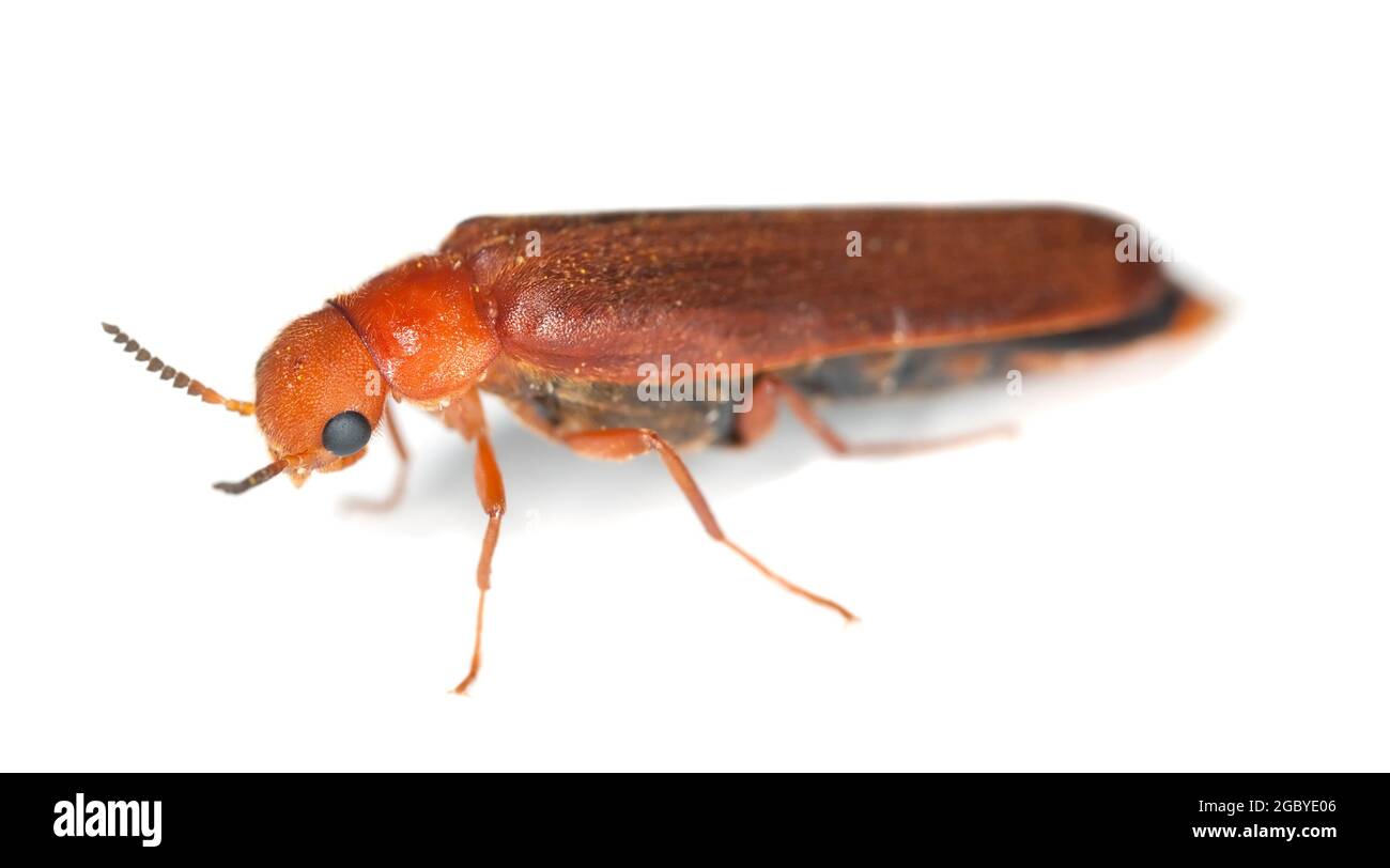 Lymexylid beetle, Hylecoetus dermestoides Stock Photo