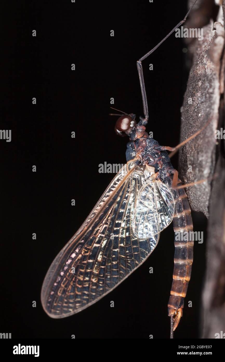 Mayfly with black background. These speices are often imitated by fishermen when fly-fishing Stock Photo