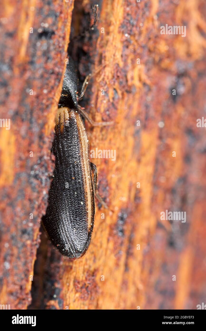 Click beetle, Ampedus tristis on wood, macro photo. Stock Photo
