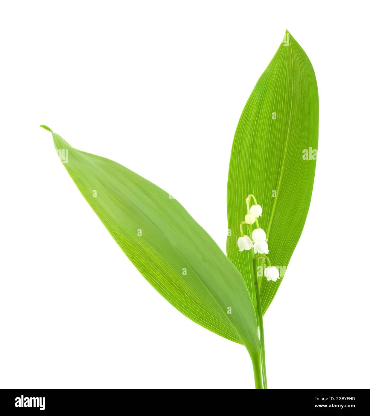 Lily of the valley isolated on white background Stock Photo - Alamy