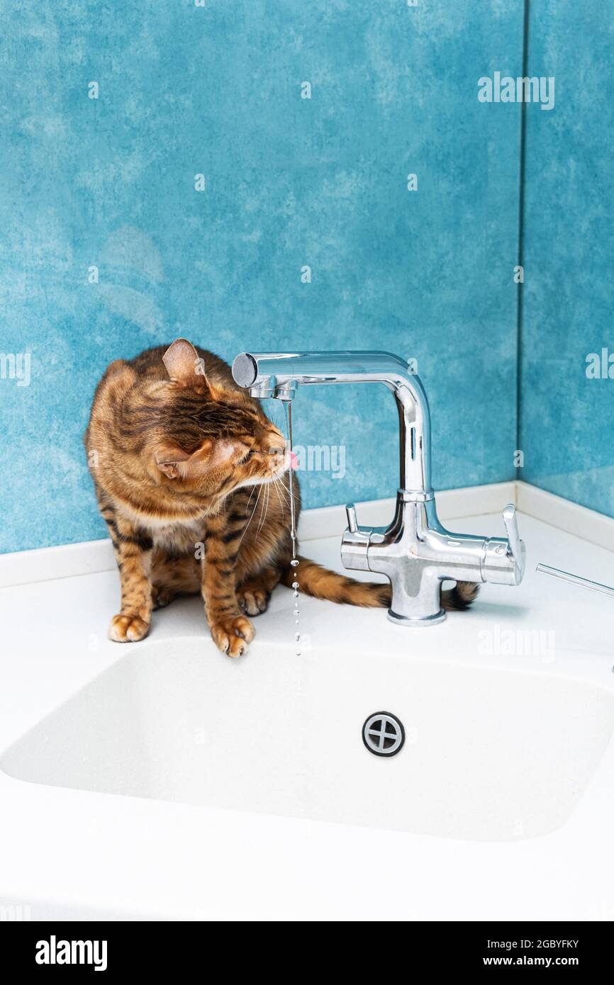 Cute bengal cat drinks water from a water tap. Beautiful cat drinking