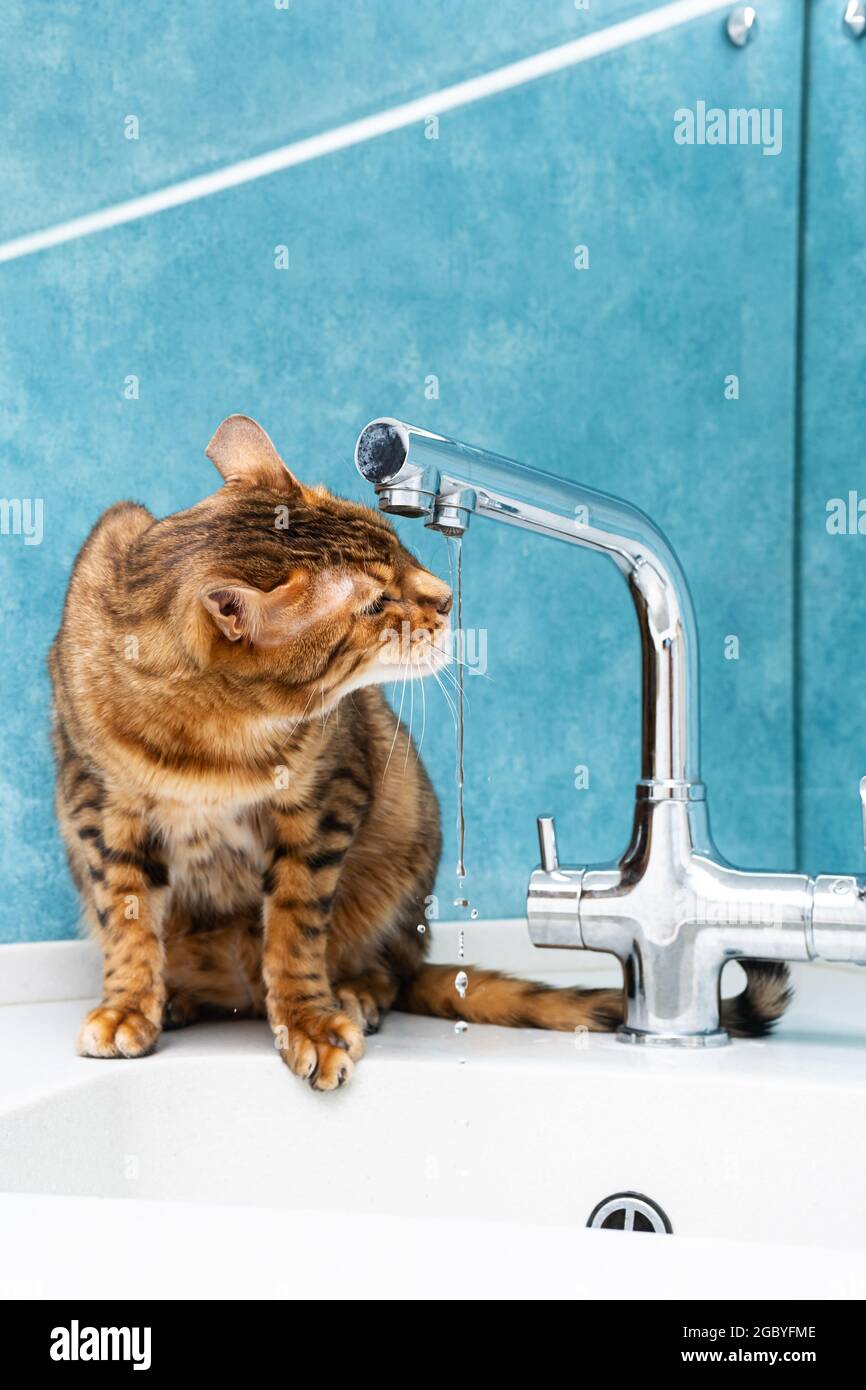 Cute bengal cat drinks water from a water tap. Beautiful cat drinking water with tongue from tap in kitchen. Stock Photo