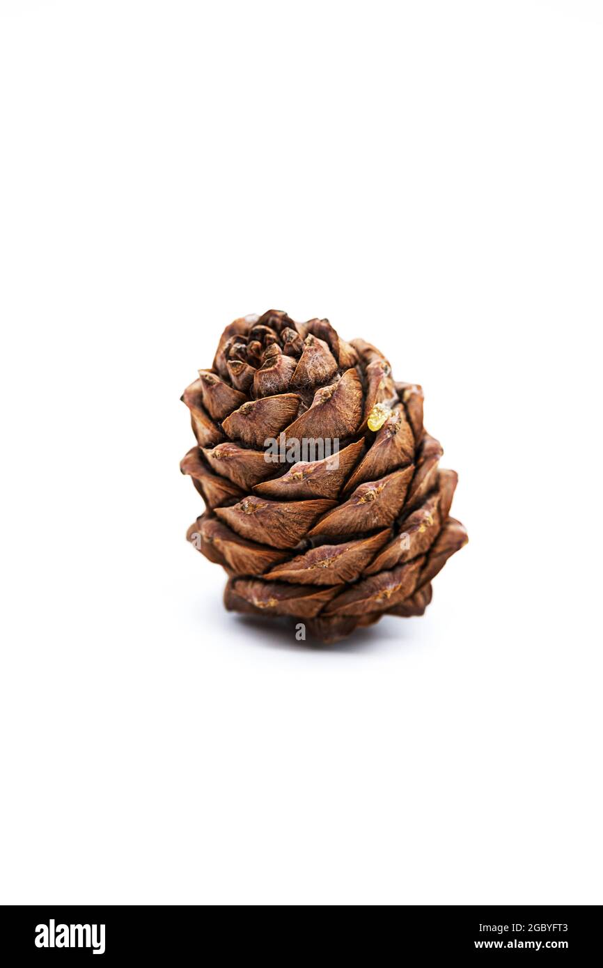 Cedar cone with pine nut isolated on a white. Stock Photo