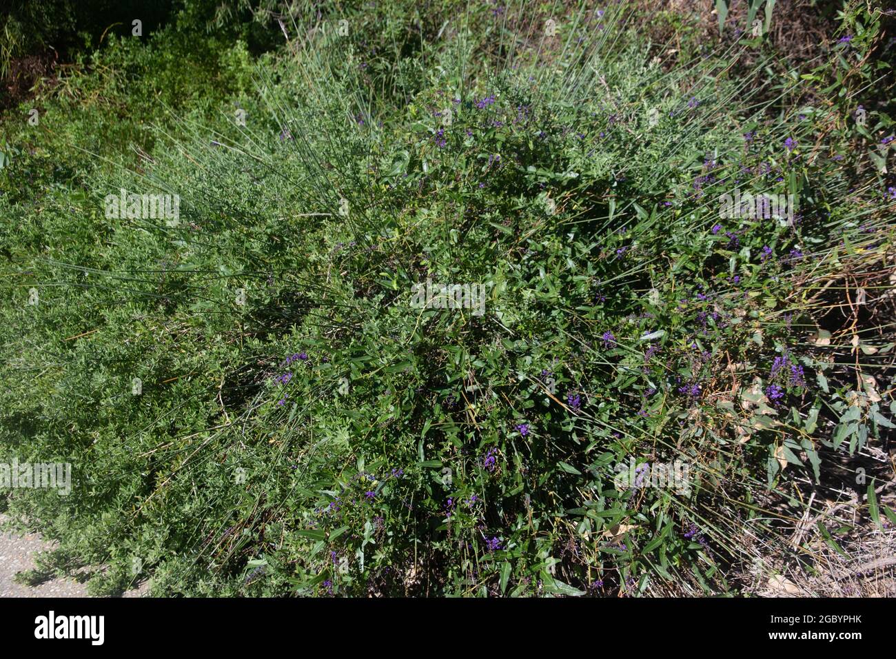 Green Bush With Radiating Stalks Stock Photo - Alamy