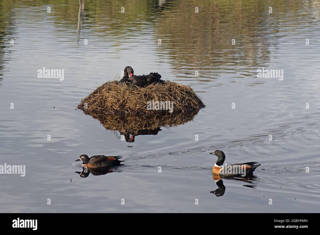 Black Swan Nesting while Ducks Swim Past Stock Photo