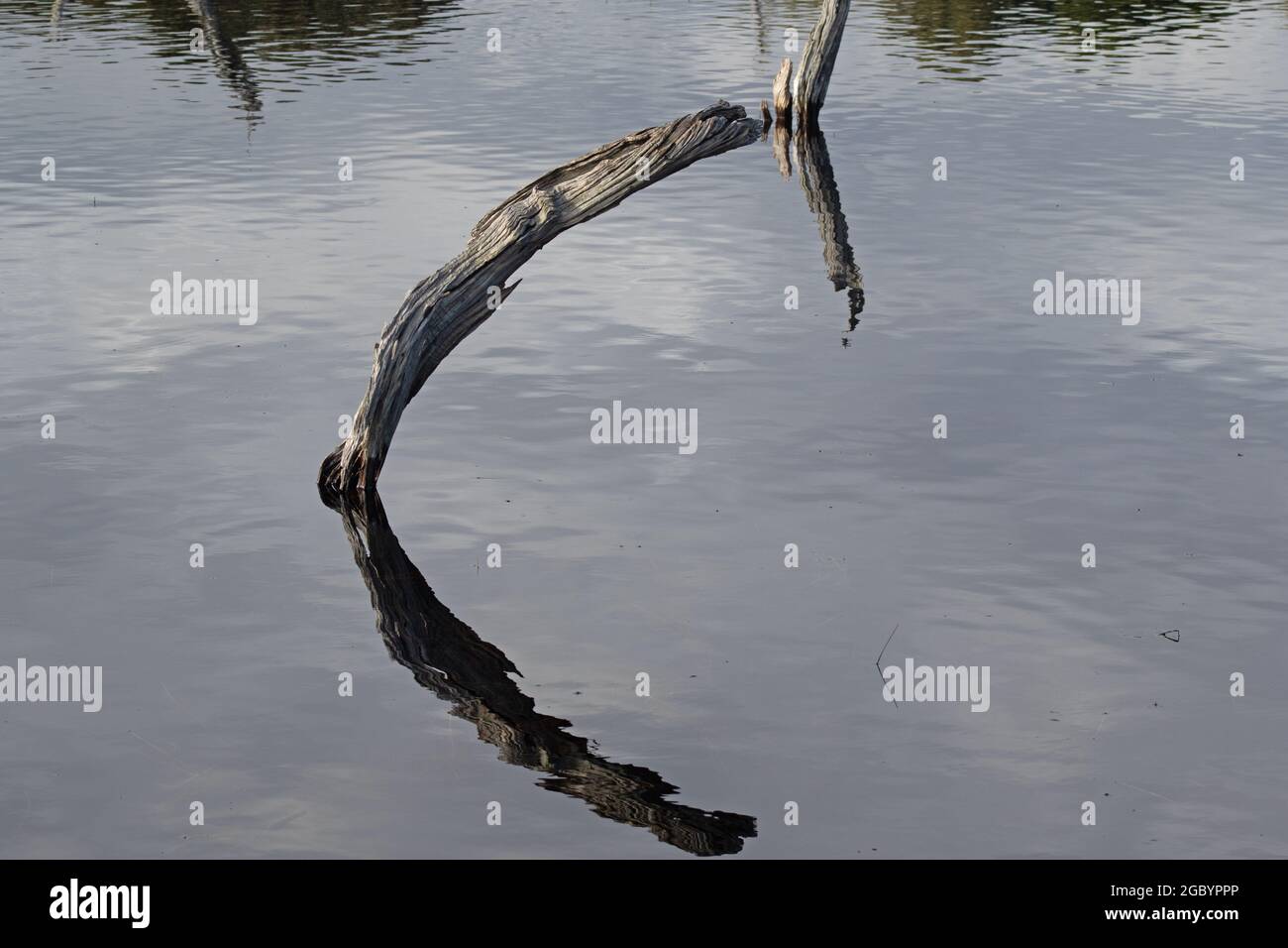 Dead tree in a lake Stock Photo - Alamy