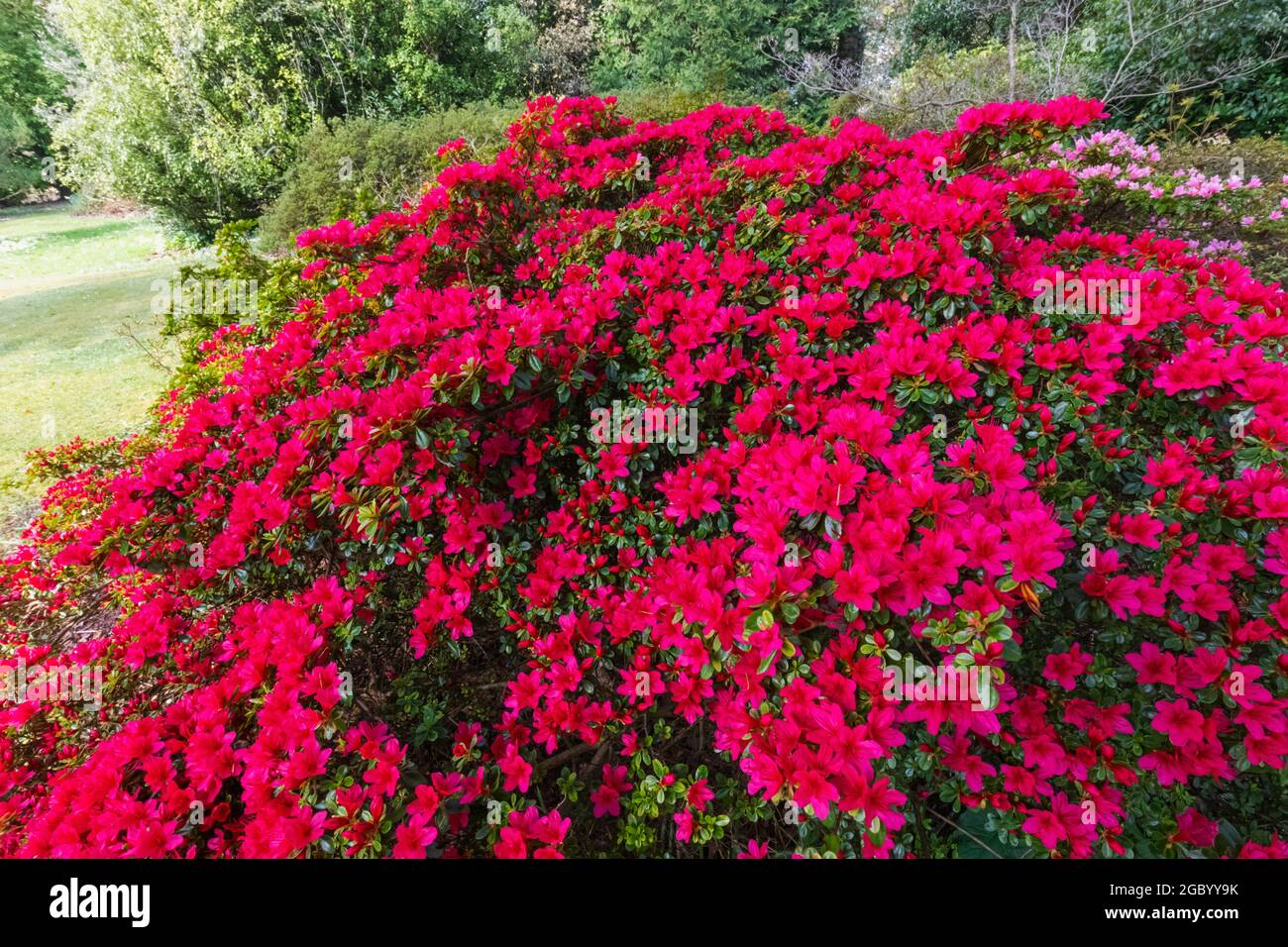 England, Hampshire, New Forest, Exbury Gardens, Rhododendron in Bloom Stock Photo