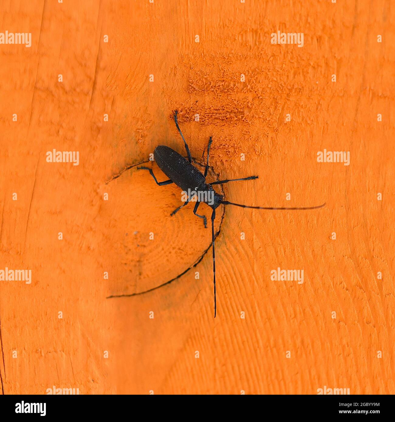 Black Longhorn beetle on orange wooden surface Stock Photo