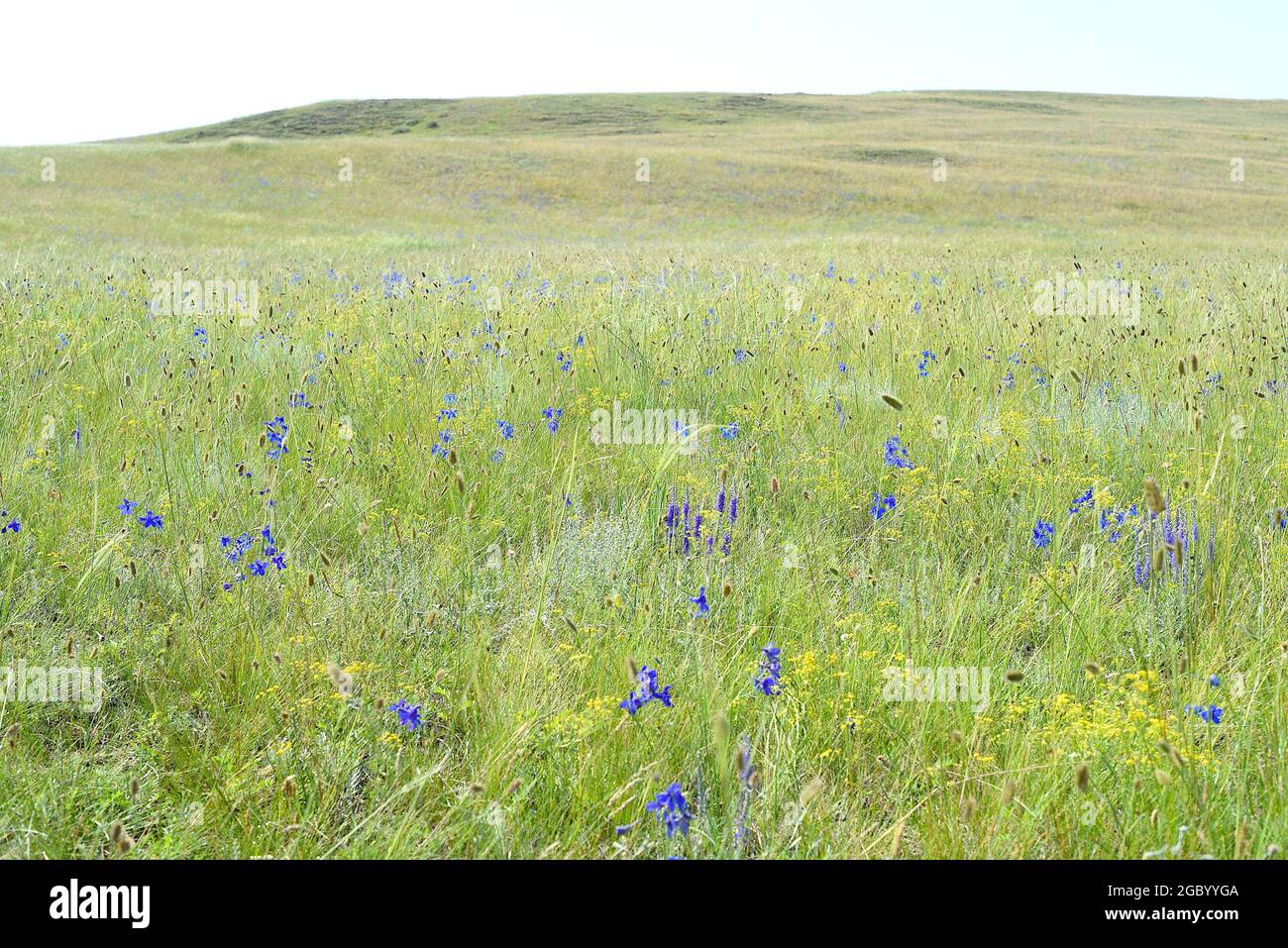 Delphinium grandiflorum or large-flowered delphinium flowers growing in Olkhon island, Russia Stock Photo