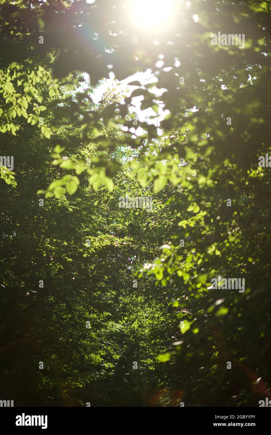 Canopy trees sun ray forest hi-res stock photography and images - Alamy