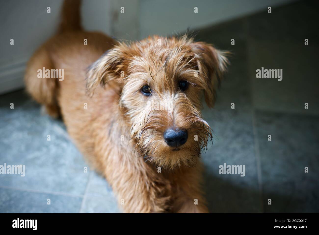 Irish Terrier Puppy High Resolution Stock Photography and Images - Alamy