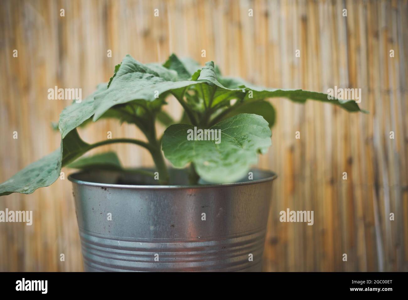 Young sunflower in a plant pot in summer Stock Photo