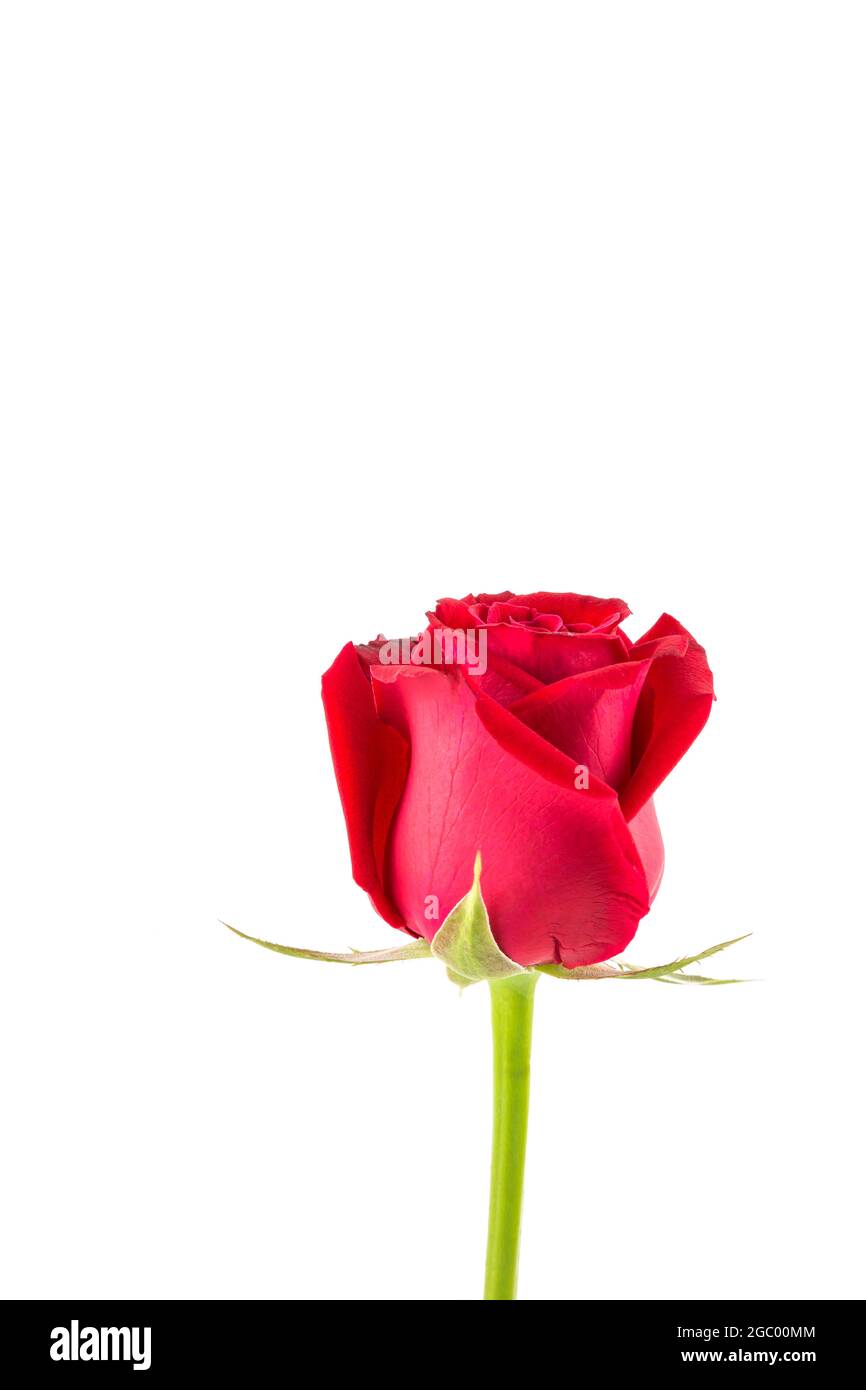 Red Rode White Background red rose isolated on white background Stock Photo - Alamy