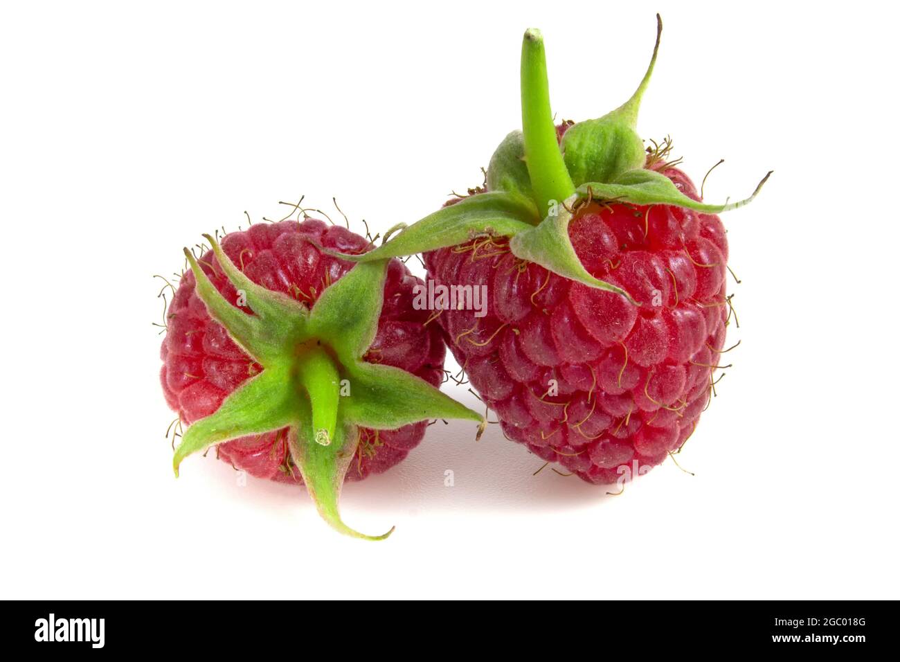 Two raspberries isolated on white background close-up. Stock Photo