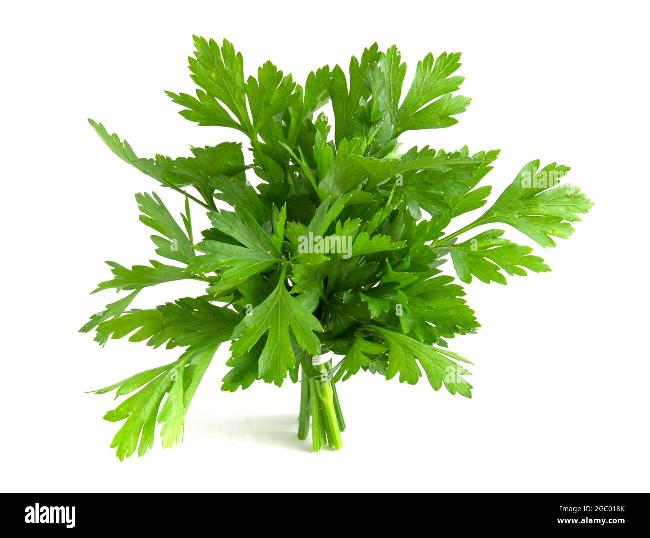 Fresh herbs, parsley isolated on white background. Stock Photo