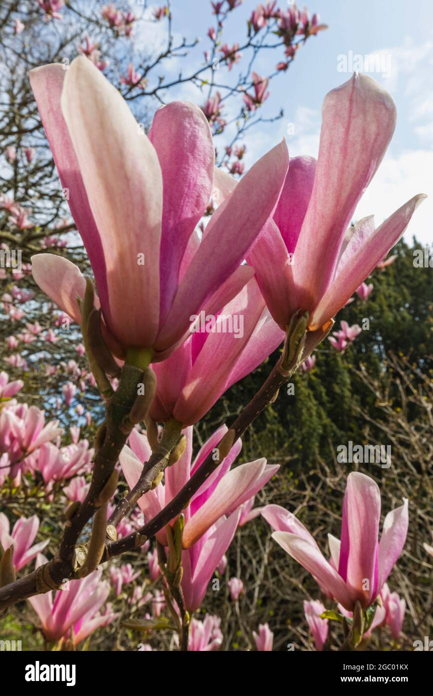 England, Hampshire, New Forest, Exbury Gardens, Pink Rhododendron in Bloom Stock Photo