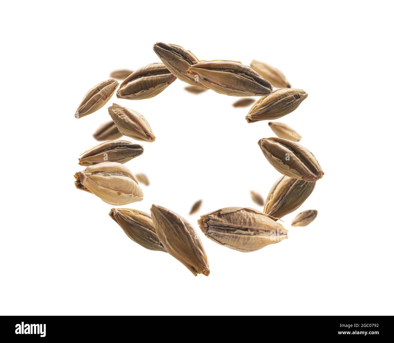 Barley malt grains levitate on a white background Stock Photo