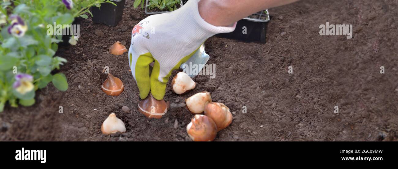 hand of gardener planting bulb of tulip on the soil in the garden, concept gardening Stock Photo