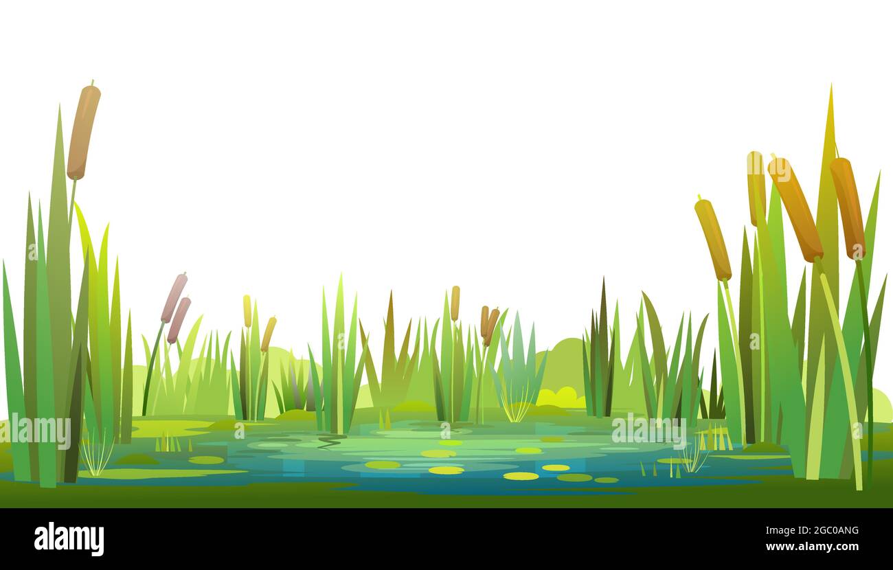 Swamp landscape with reed and cattail. Isolated element. Horizontally composition. Overgrown pond shore. Illustration vector Stock Vector
