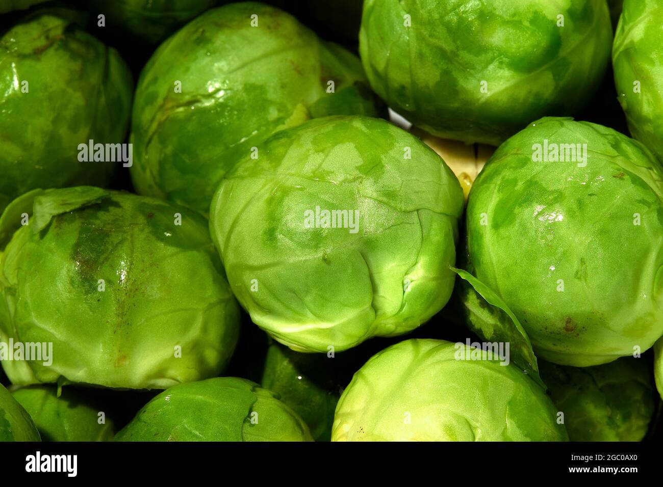 Brussels sprout harvest hi-res stock photography and images - Alamy