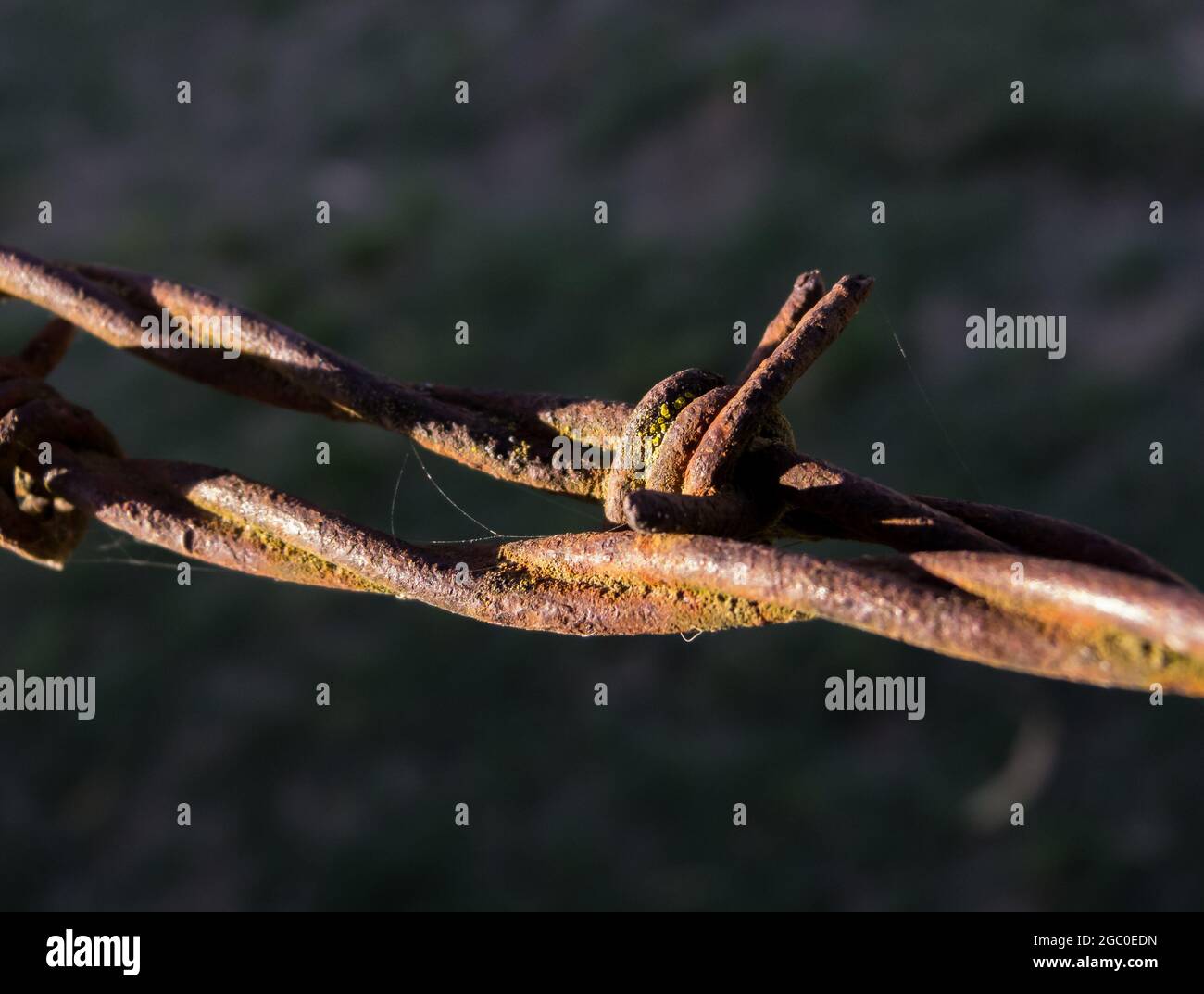 Barbed wire with a black blurred background Stock Photo - Alamy