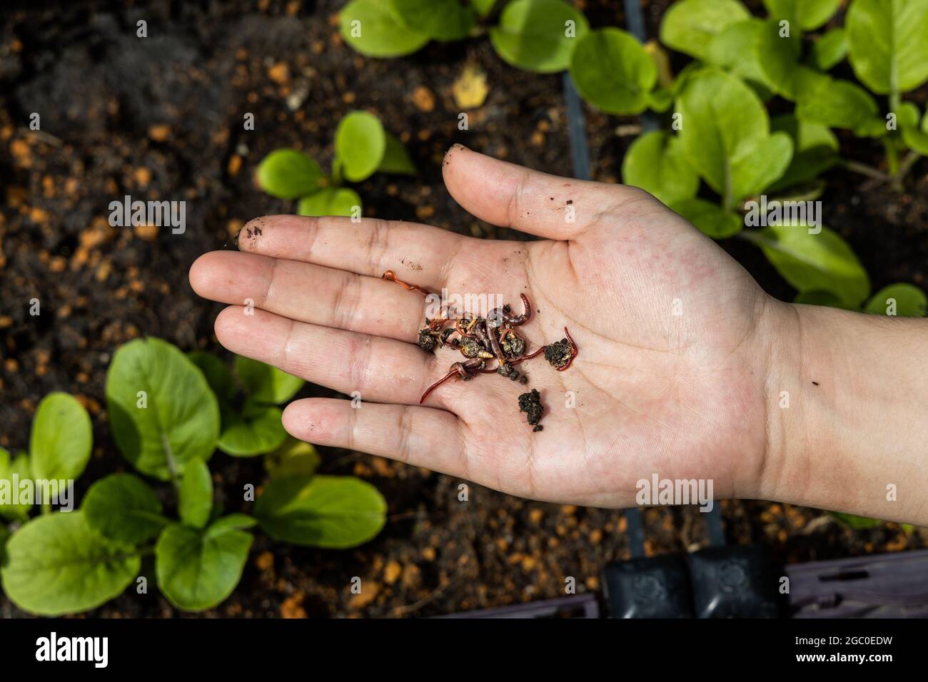 Overhead view of hand holding clumps of red wrigglers earthworms against plants at background. They are used in vermicomposting to improve soil Stock Photo