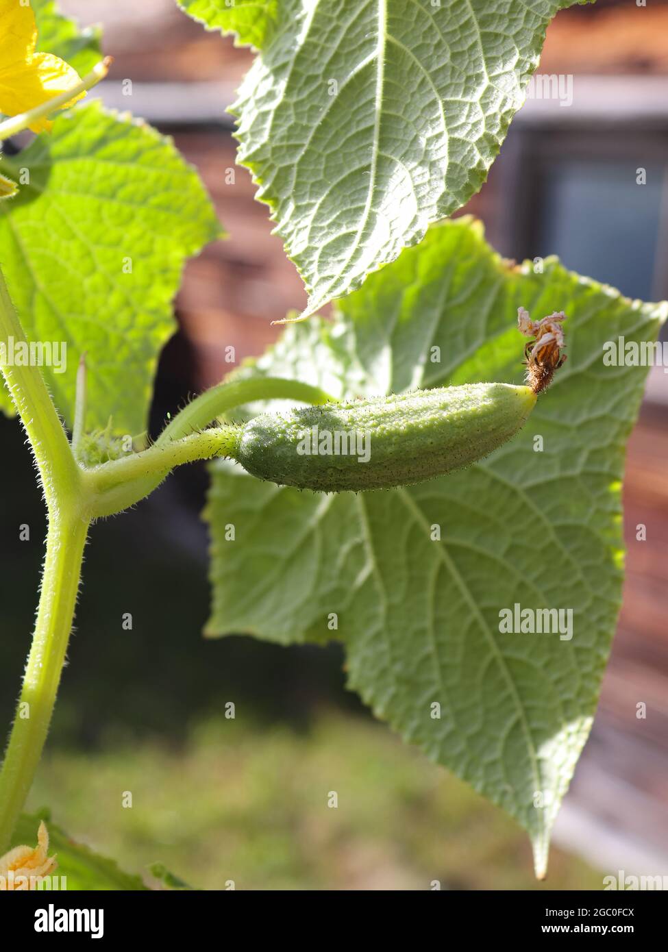 Growing cucumbers in pallet collar Stock Photo Alamy