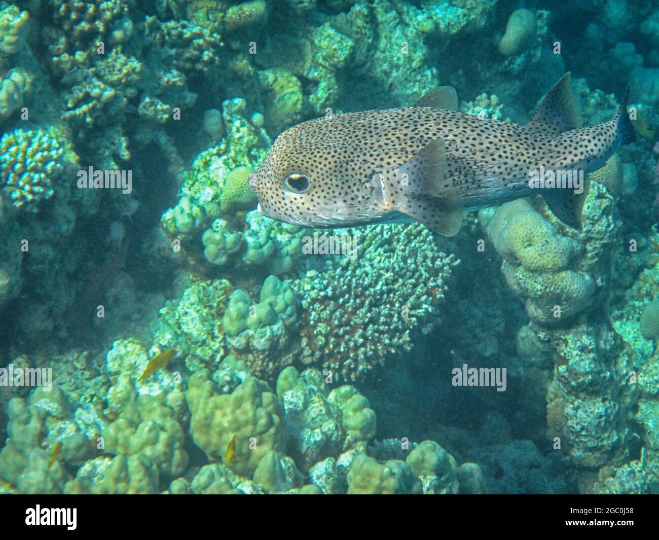 Underwater photography of the Red Sea reefs in South Sinai Stock Photo