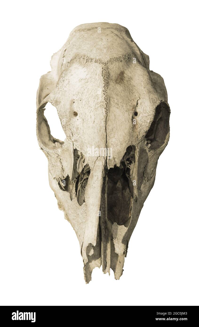Old animal skull front view, isolated on white background Stock Photo