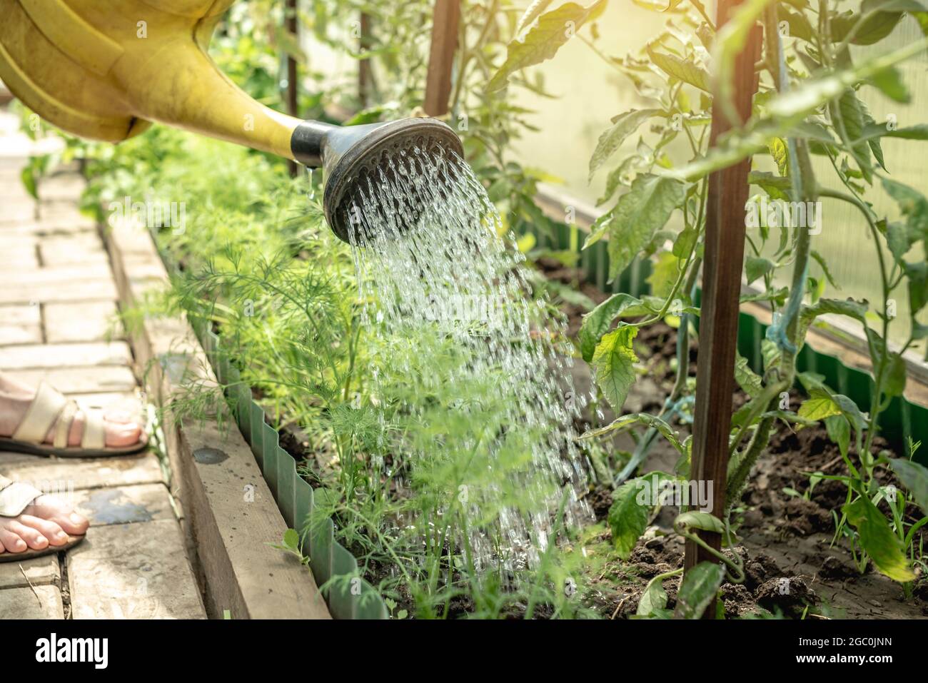 Person is watering green tomato plants in a greenhouse using a watering ...