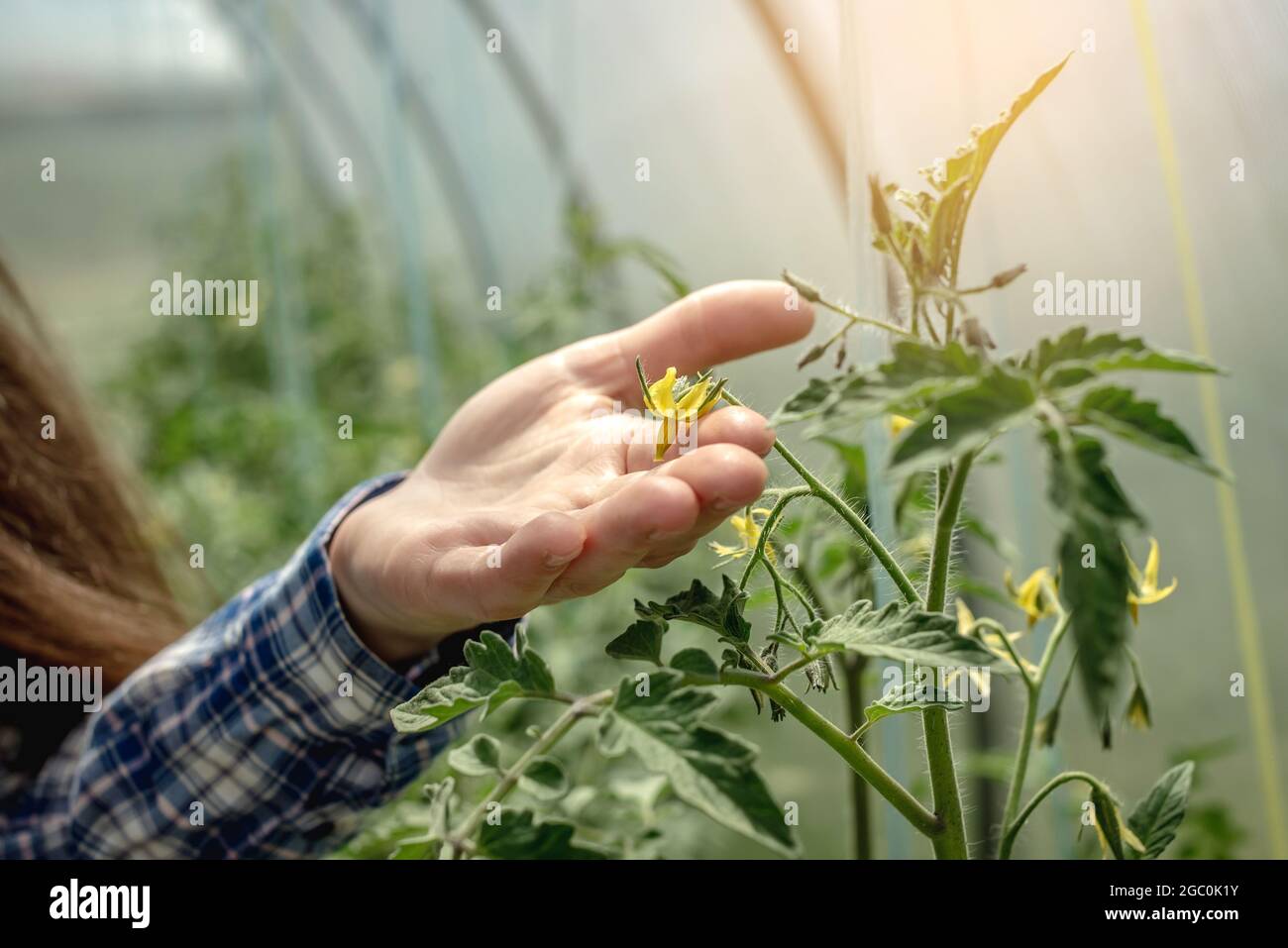 Woman's hand is carefully holding the yellow flower of tomatoes in the ...