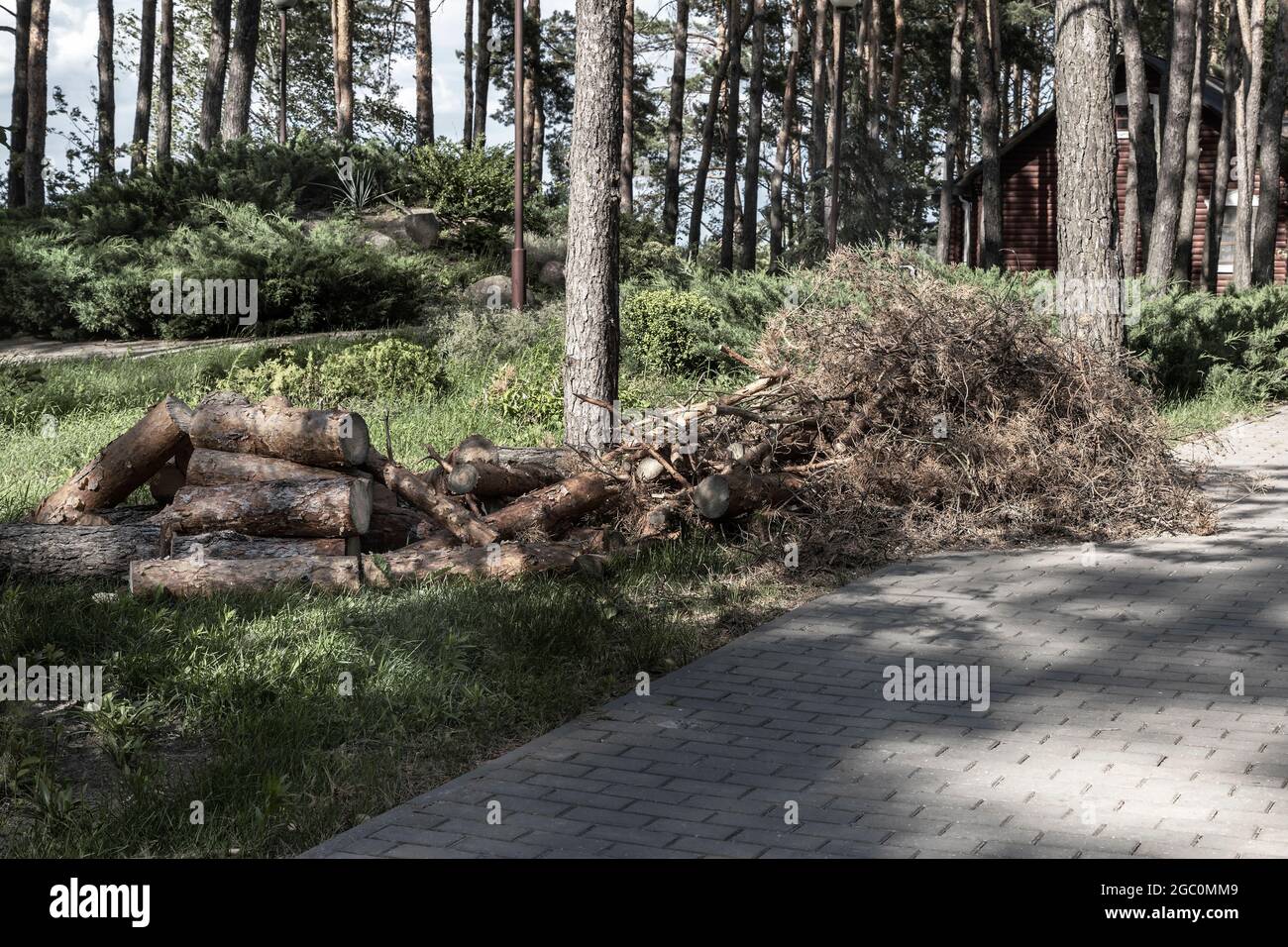Plant pests: pine trees damaged by bark beetle Stock Photo - Alamy