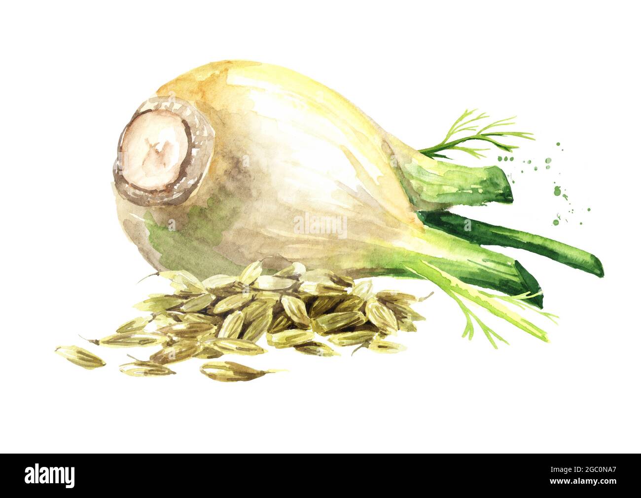 Fennel bulb and dried fennel seeds. Watercolor hand drawn illustration