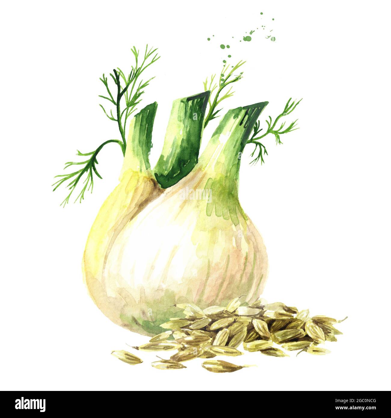 Fennel bulb and fennel seeds. Watercolor hand drawn illustration
