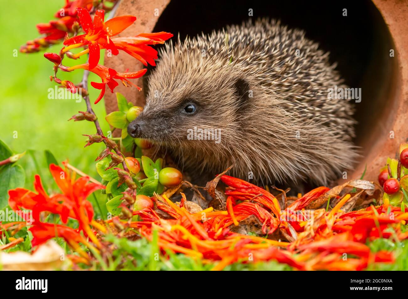 Wild, native, hedgehog emerging from a terracotta drainage pipe with colourful Crocosmia flowers and honeysuckle berries.  Facing left.  Scientific na Stock Photo