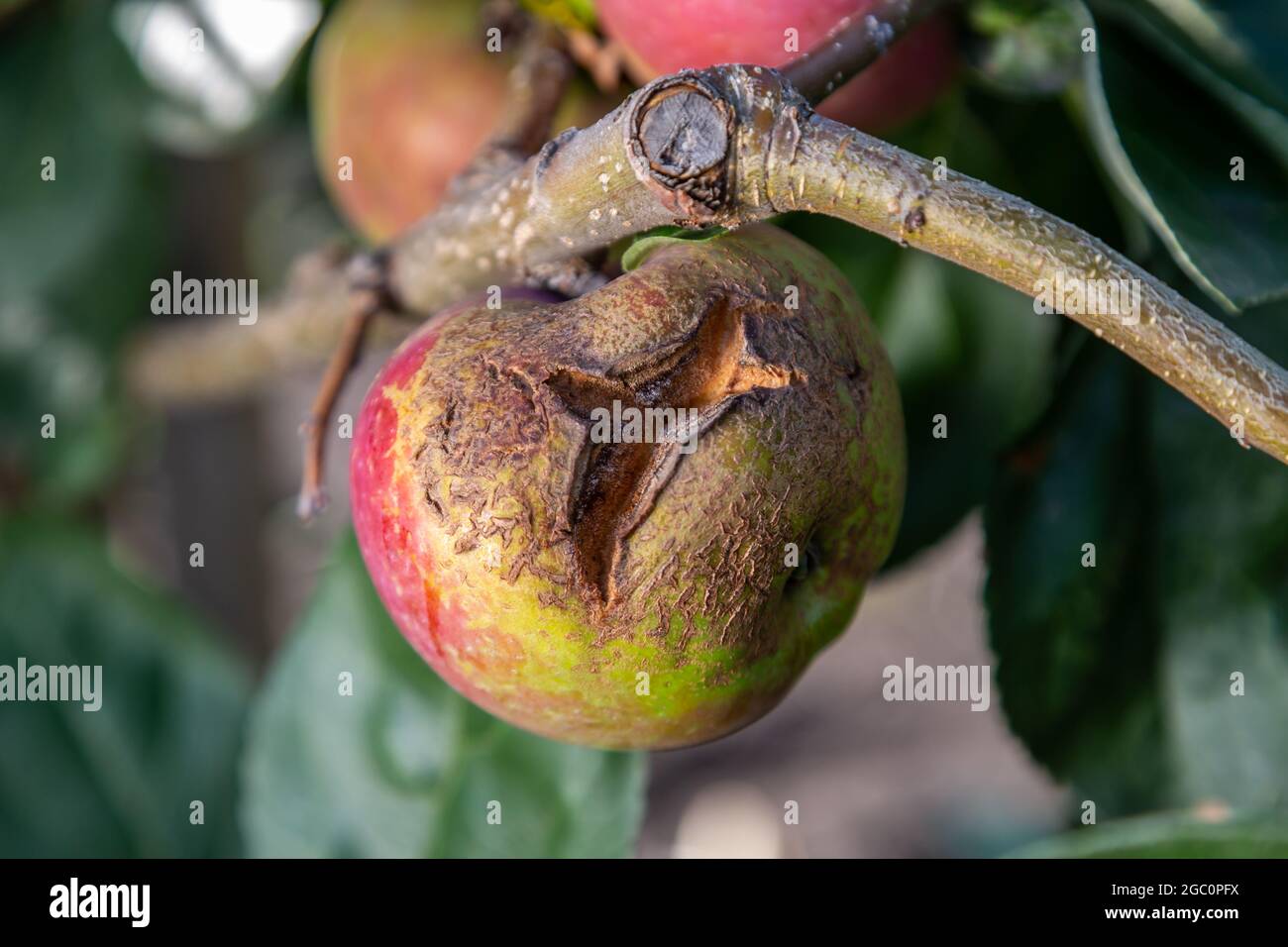 Fruits Infected by the Apple scab Venturia inaequalis and Brown Rot Monilia fructigena Stock Photo