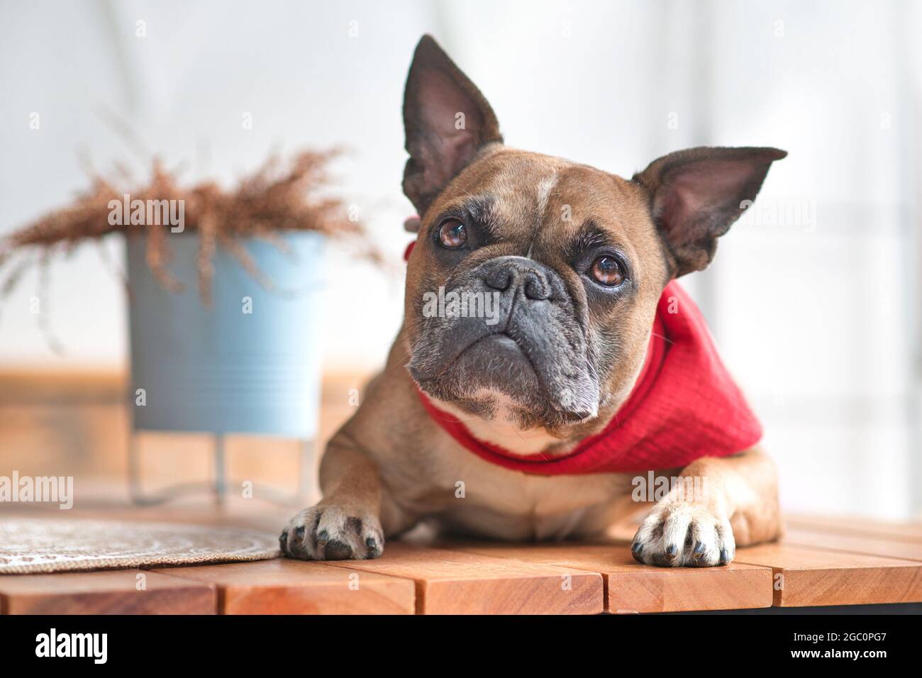 Cute curious French Bulldog dog with pointy ears wearing a red neckerchief while lying down Stock Photo