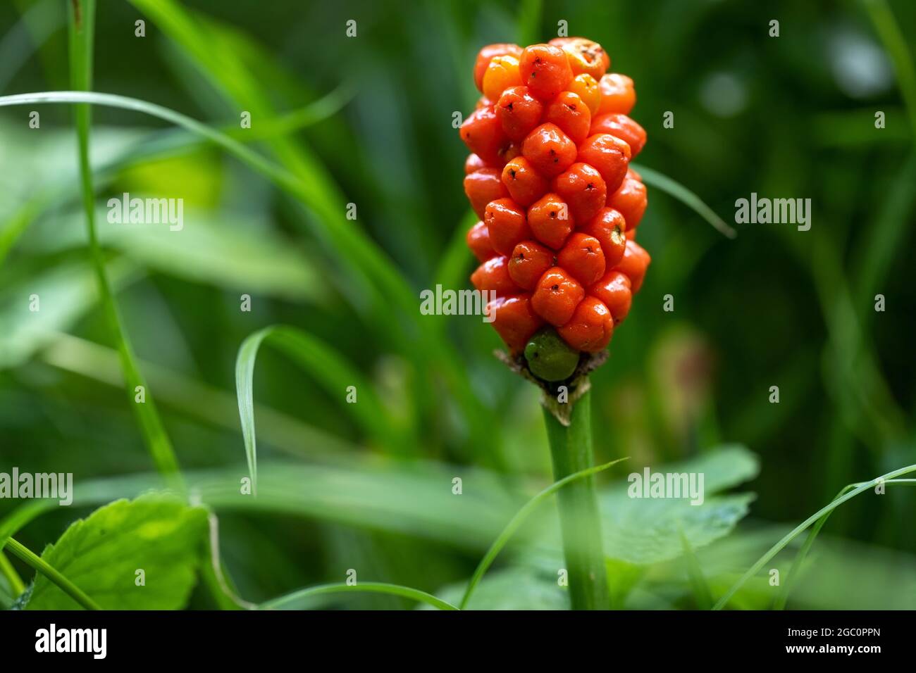 Arum maculatum with red berries against a green background, a poisonous woodland plant also named Cuckoo Pint or Lords and Ladies, copy space, selecte Stock Photo